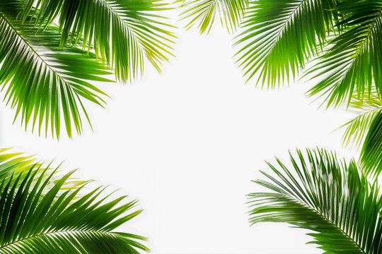 Marco de hojas de palma aislado sobre fondo blanco con trazado de recorte, borde de hojas de palmera para el concepto de vacaciones de verano, plantilla de dise&ntilde;o de pancarta y p&oacute;ster, fotograf&iacute;a
