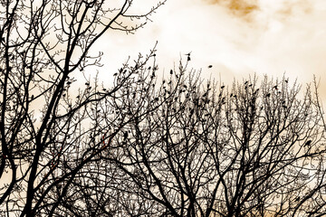 Fototapeta premium sunset in the forest