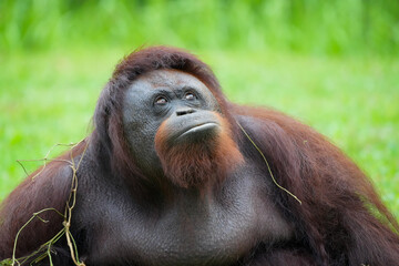 Borneo orangutan 