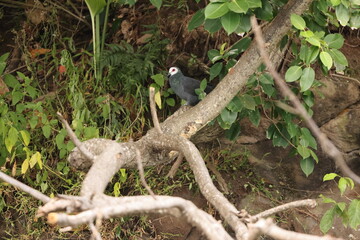 White-faced cuckoo-dove (Turacoena manadensis), also known as the white-faced dove, is a species of bird in the family Columbidae, endemic of Sulawesi island, Indonesia