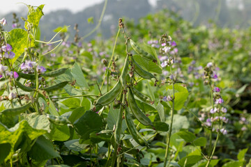 Bean flower and bean field in winter season in Bangladesh.