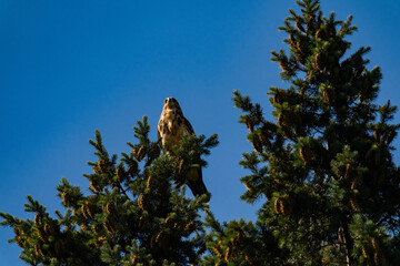 White-throated hawk (Buteo albigula) sitting on top of a tree
