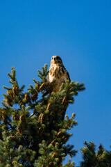 White-throated hawk (Buteo albigula) sitting on top of a tree