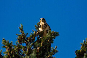 White-throated hawk (Buteo albigula) sitting on top of a tree