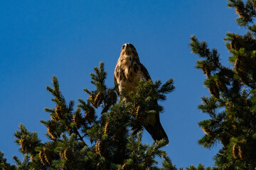 White-throated hawk (Buteo albigula) sitting on top of a tree