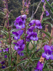 Purple flowers in the mountain