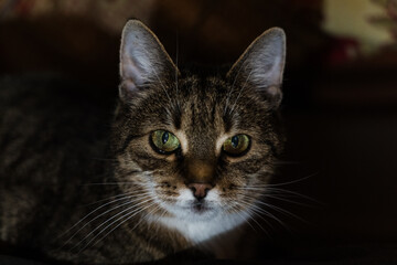 A curious cat looking into the distance in the evening in the dark