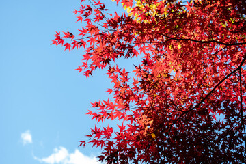 Beautiful Autumn Maple Branches Against the Blue Sky