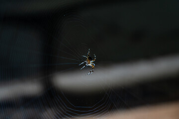 A spider sitting on a web in a dark corner of a brick building