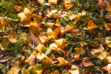 Carpet of Fallen Leaves and Golden Ginkgo Leaves