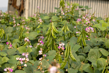 Obraz premium Beautiful hyacinth bean Plant in Bangladesh. Green hyacinth bean Agriculture.