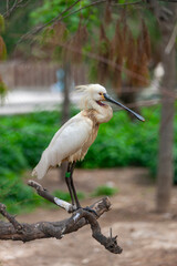 Eurasian Spoonbill Platalea leucorodia stands on a tree branch