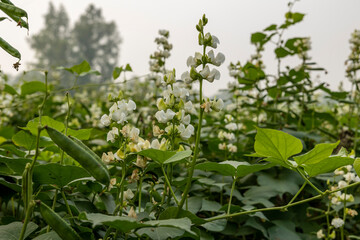 Beautiful hyacinth bean Plant in Bangladesh. Green hyacinth bean Agriculture.