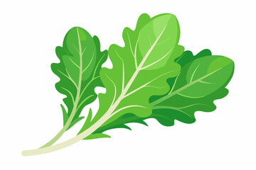 Green Leafy Vegetable with Stem Isolated on White Background