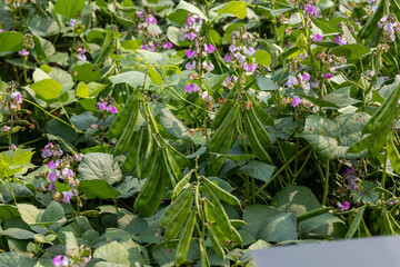 Beautiful hyacinth bean Plant in Bangladesh. Green hyacinth bean.