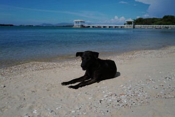 dog on the beach