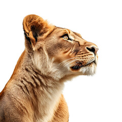 Obraz premium Photography of Majestic Lion in Sideview on white transparent background png