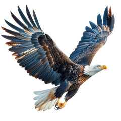 Obraz premium Flying Falcon isolated on a transparent background for web, banner, wallpaper