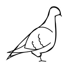 pigeon bird line icon vector. pigeon bird sign. isolated contour symbol black illustration
