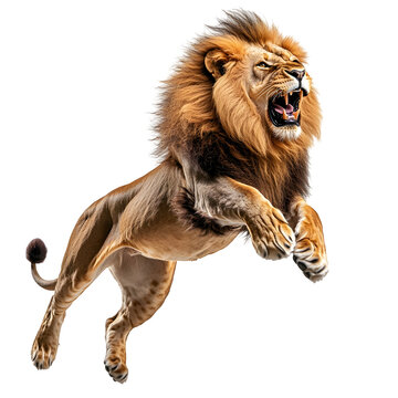 Majestic Lion Pouncing Fiercely in Sideview on Isolated white transparent background png