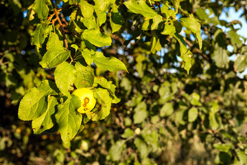  apple on a tree branch damaged by scab. Apple scab is a disease and damage to the leaves and fruits of an apple tree caused by the marsupial fungus Venturia inaequalis. sick apple tree. infected appl