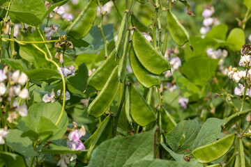 Beautiful hyacinth bean Plant in Bangladesh. Green hyacinth bean.