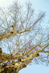 winter branches against blue sky