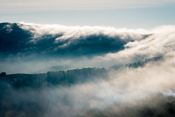 A hill covered with the invasive species Eucalyptus emerges from the fog