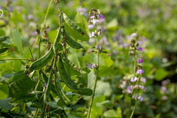 Closeup beautiful bean field in winter season in Bangladesh.
