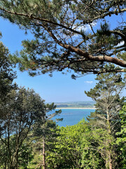 pine tree on the lake