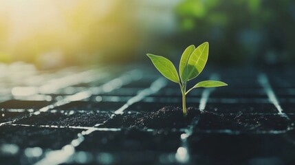 New Life Sprouting Through Sunlight - A single green sprout emerges from rich soil, reaching for the sunlight. It symbolizes new beginnings, growth, hope, and the power of nature.