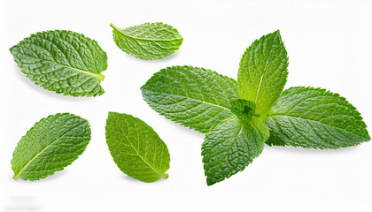 Cut off a set of fresh mint leaves