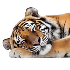 Captivating Slumbering Tiger Isolated on white transparent background png