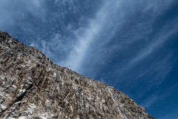 Colony Of Nesting Seabirds Northern Gannets (Morus Bassanus) On Bass Rock Island In The Atlantic...