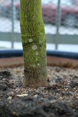A close-up view of a tree planted in a large pot, highlighting the textured soil and the vibrant green trunk