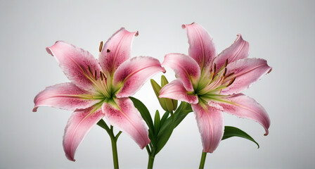 Fototapeta premium pink lily on a black background