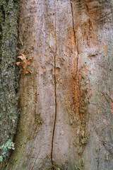 Wood and tree bark texture background