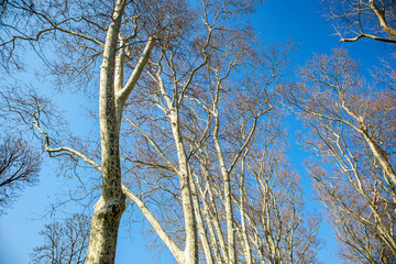 view of trees in winter at woodland