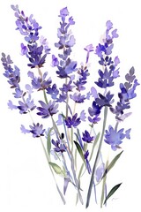 Naklejka premium A watercolor illustration of lavender flowers in various shades of purple.