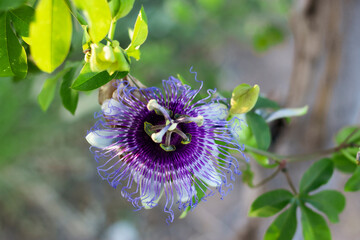 Flor de maracujá da caatinga, do mato