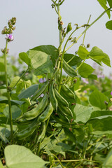 Closeup image of hyacinth bean tree with beans (Seem) and purple flowers
