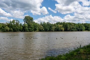 Fototapeta premium Many Canada geese ( Branta canadensis ) swimming in the water near the river bank with sky