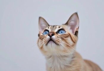 Obraz premium a cat with blue eyes looking up at the camera.