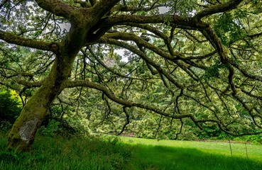 Fototapeta premium Old Oak Tree With Bark Full Of Lichen In Inverewe Botanic Garden In Scotland, UK