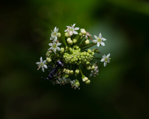 Ants gather honey from flowers