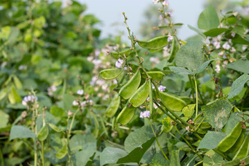 Naklejka premium Purple color hyacinth bean vegetable flower in the field of Bangladesh, Beautiful Flower of vegetable hyacinth bean