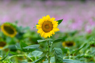 a view of a hill with sunflowers in bloom