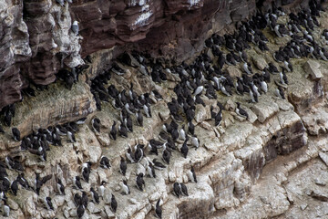 Breeding Seabirds Common Guillemots (Uria Aalge) On Steep Cliffs At The Atlantic Coast Of Handa Island In Scotland, UK