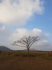 tree and sky