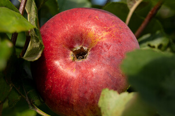 Red apple grows on a tree. The fruit is fresh, ripe, juicy. Summer garden, close-up. Agricultural products of Europe.